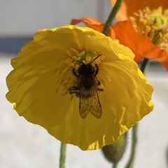 Andrena nigroaenea