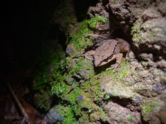 Odorrana tormota