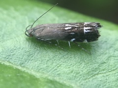 Anacampsis levipedella