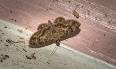 Gymnoscelis lophopus