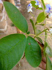 Vitex mollis