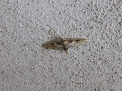Azochis rufidiscalis
