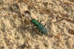 Cicindela patruela
