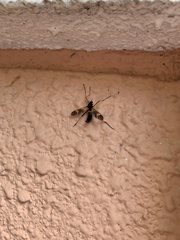 Pselliophora flavibasis