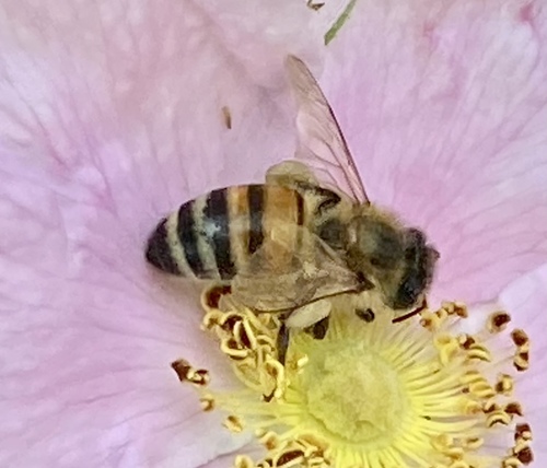 iNaturalist observation photo of Western Honey Bee