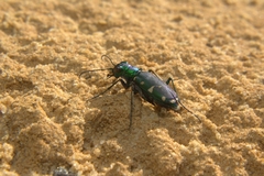Cicindela patruela