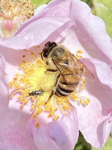 iNaturalist observation photo of Western Honey Bee