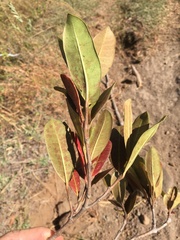 Mascarenhasia