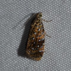 Olethreutes astrologana