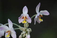 Spathoglottis pacifica