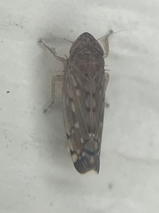 Osbornellus filamentus