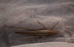 Euconocephalus nasutus