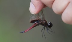 Tramea transmarina