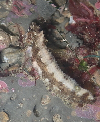 Paraclinus integripinnis