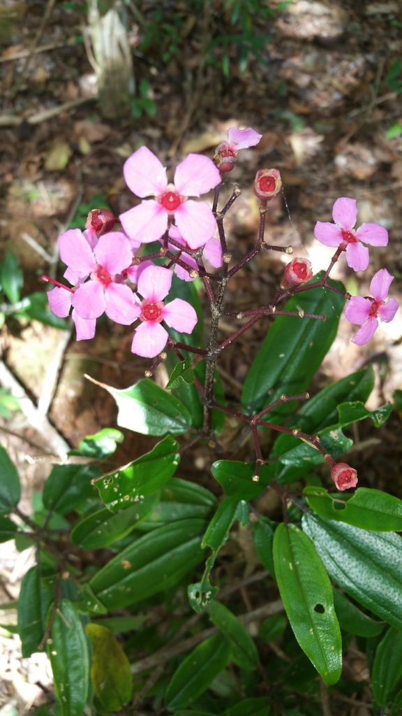 Dichaetanthera arborea