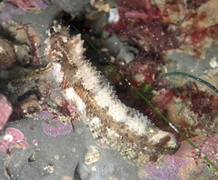 Paraclinus integripinnis