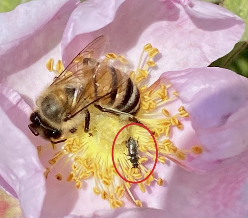 iNaturalist observation photo of Soft-winged Flower Beetles