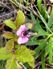 Anasimyia interpuncta