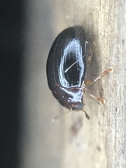 Pseudischyrus extricatus