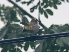 Pycnonotus goiavier