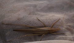 Euconocephalus nasutus