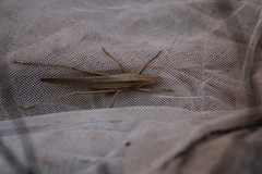 Euconocephalus nasutus