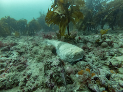 Genyagnus monopterygius