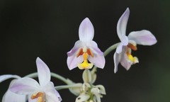 Spathoglottis pacifica