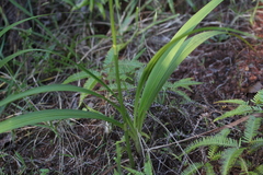 Spathoglottis pacifica