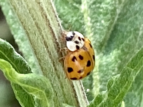 iNaturalist observation photo of Asian Lady Beetle