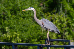 Ardea herodias