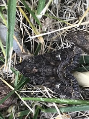 Euplexia benesimilis