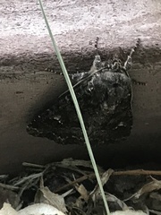 Euplexia benesimilis