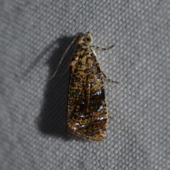 Olethreutes astrologana