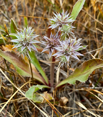 Eryngium armatum