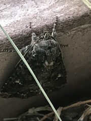 Euplexia benesimilis