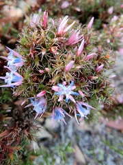 Andersonia
