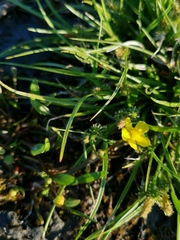Ranunculus reptans