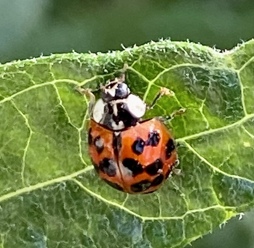 iNaturalist observation photo of Asian Lady Beetle
