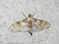 Azochis rufidiscalis