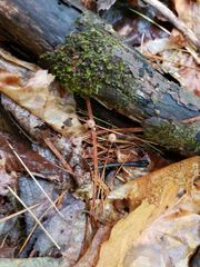 Pseudomarasmius pallidocephalus