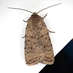 Caradrina clavipalpis