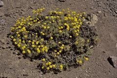 Eriogonum prociduum