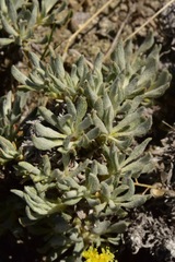 Eriogonum prociduum