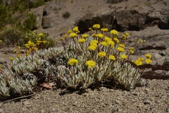 Eriogonum prociduum