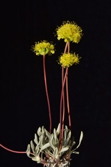Eriogonum prociduum