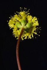 Eriogonum prociduum