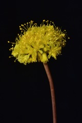 Eriogonum prociduum