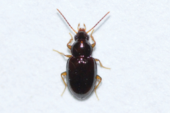 Elaphropus