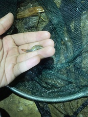 Rhinogobius wuyiensis
